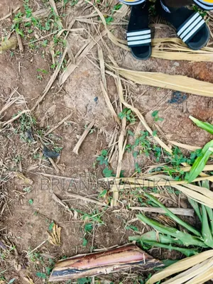 30 by 40 Plot of Land in Buyala- Malube Along Mityana Road