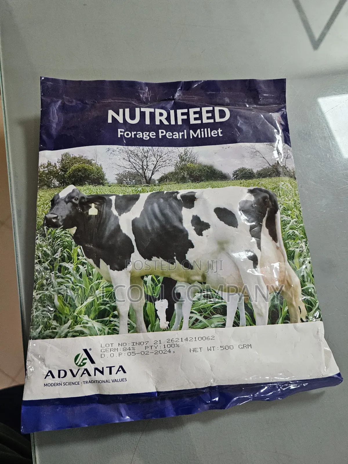 Forage Pearl Millet Pasture Seeds 1kg
