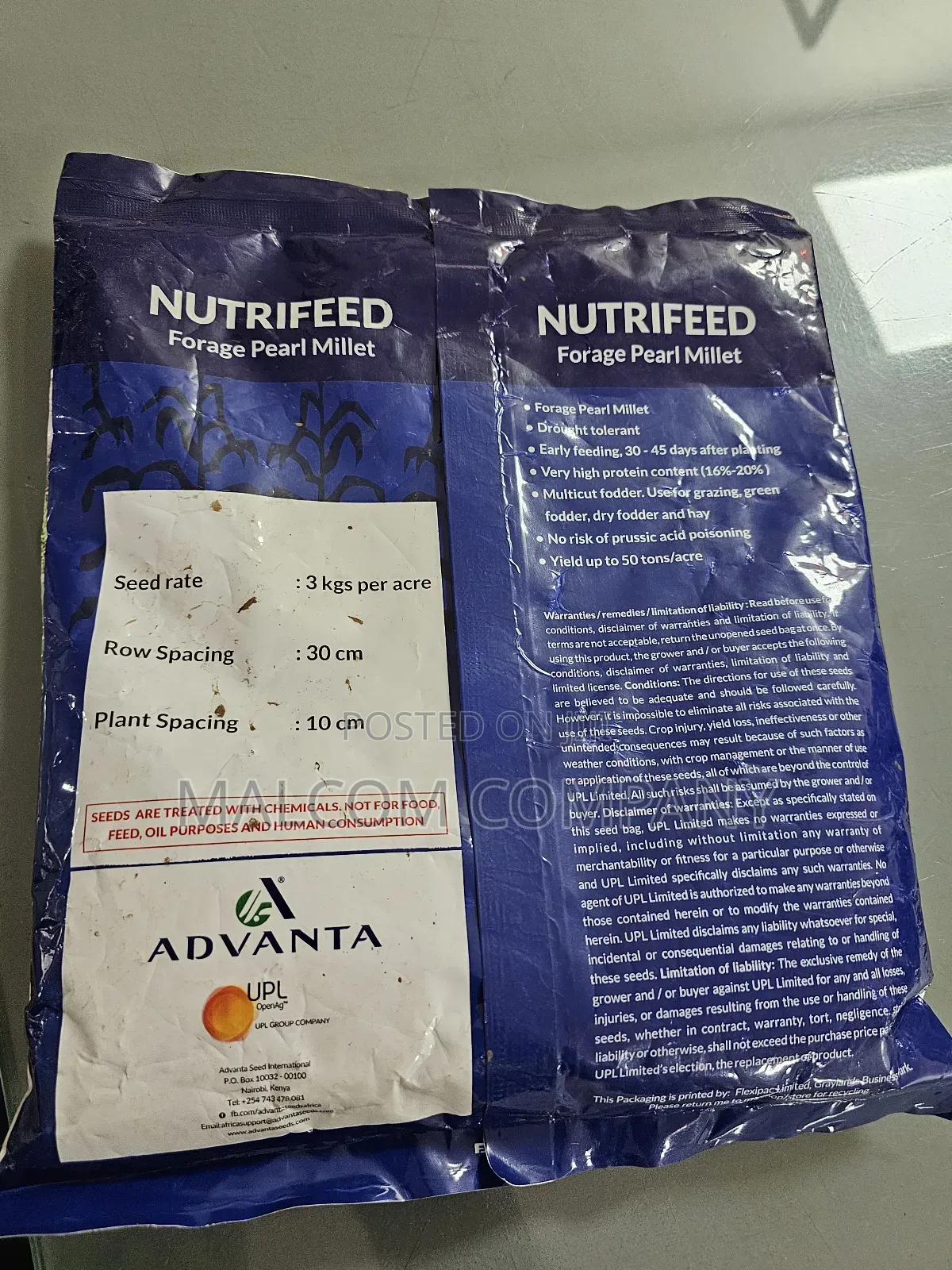 Forage Pearl Millet Pasture Seeds 1kg