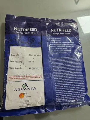 Forage Pearl Millet Pasture Seeds 1kg