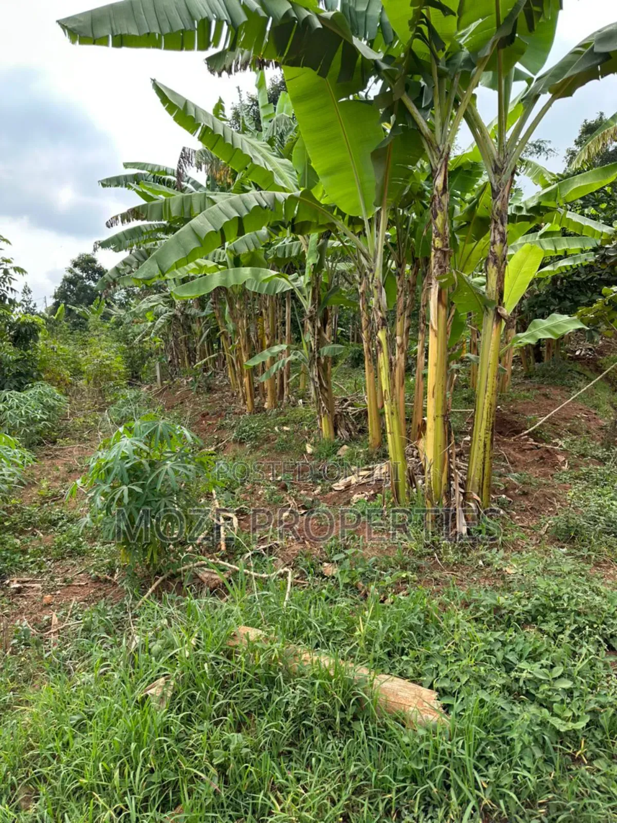 50x100 Plot for Sale in Namugongo Misindye.