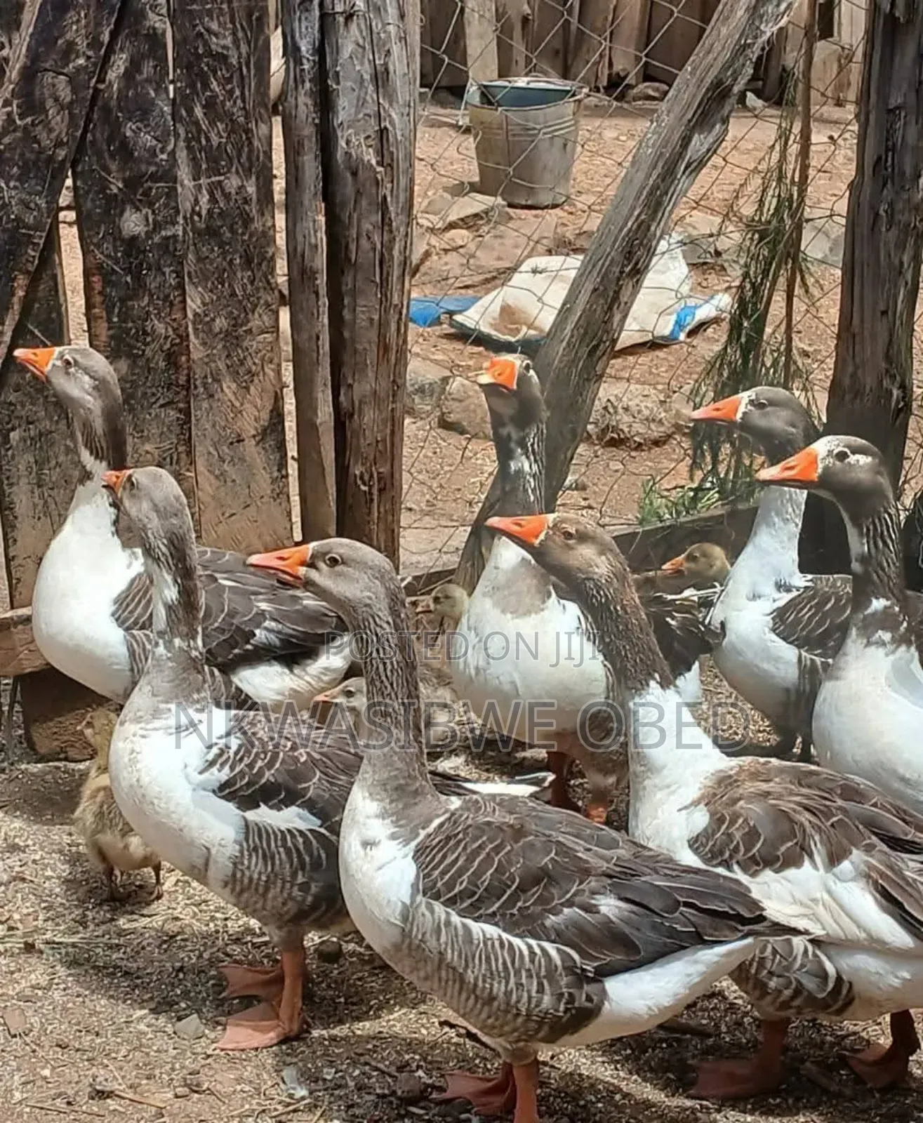 Aggressive Geese for Security
