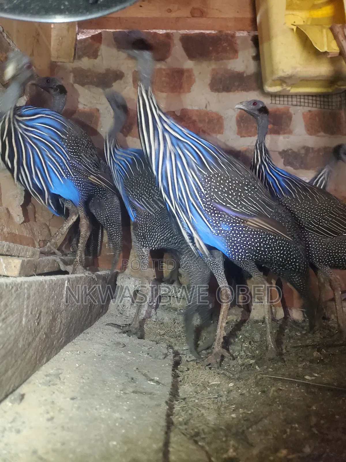 Vulturine Guinea Fowl