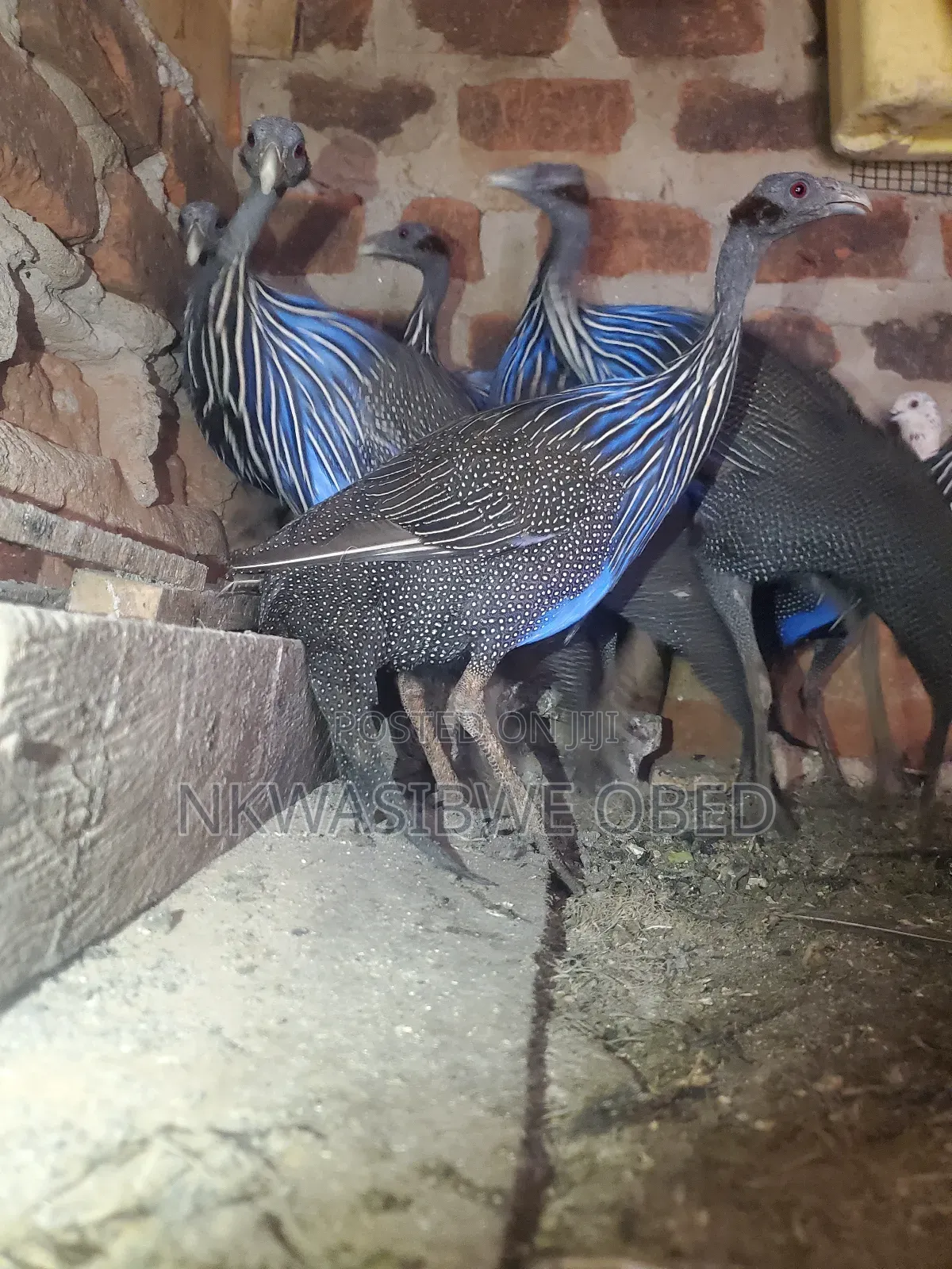 Vulturine Guinea Fowl