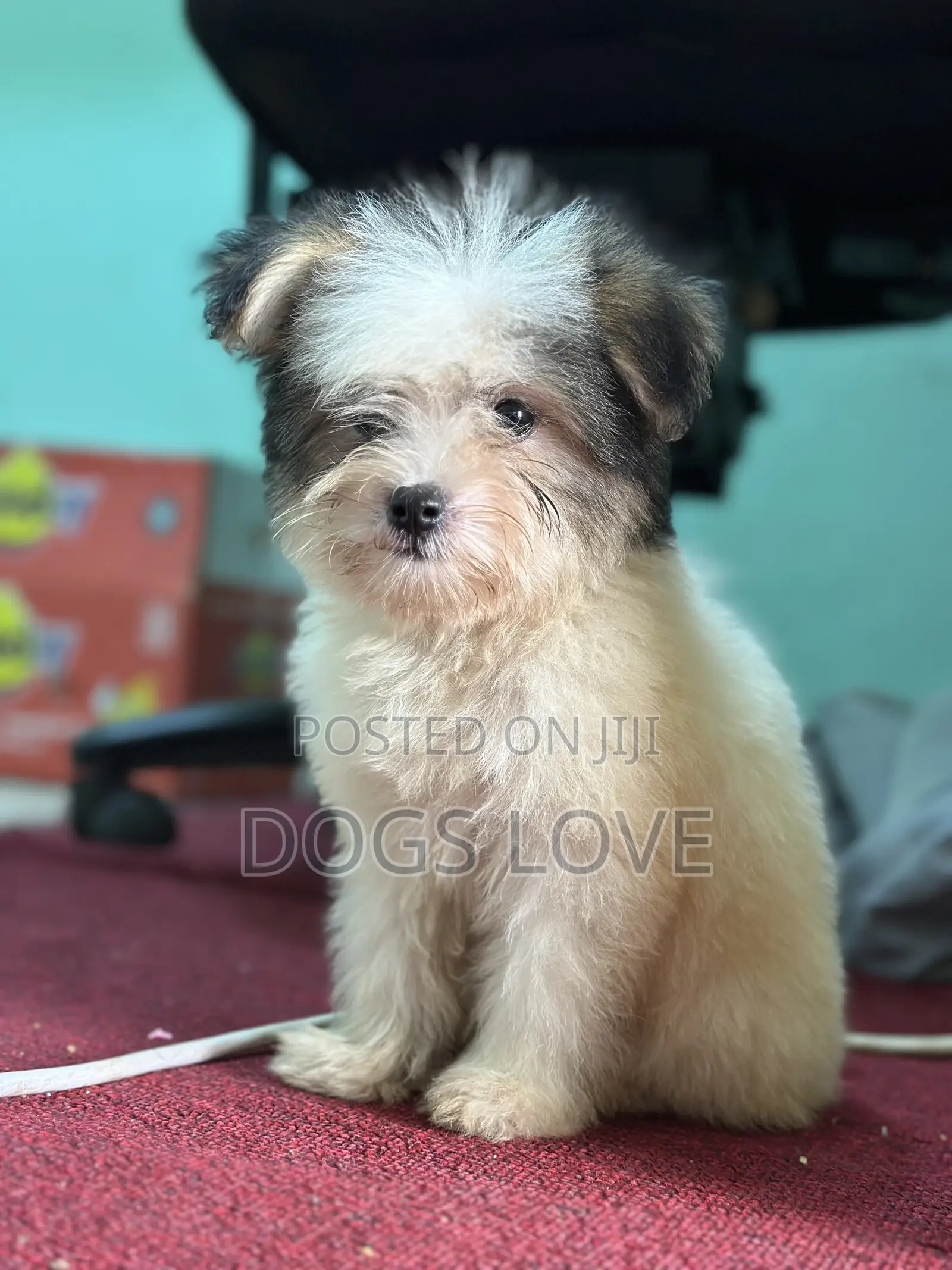 1-3 months Female Purebred Maltese