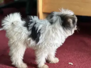 1-3 months Female Purebred Maltese