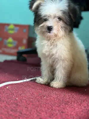1-3 months Female Purebred Maltese