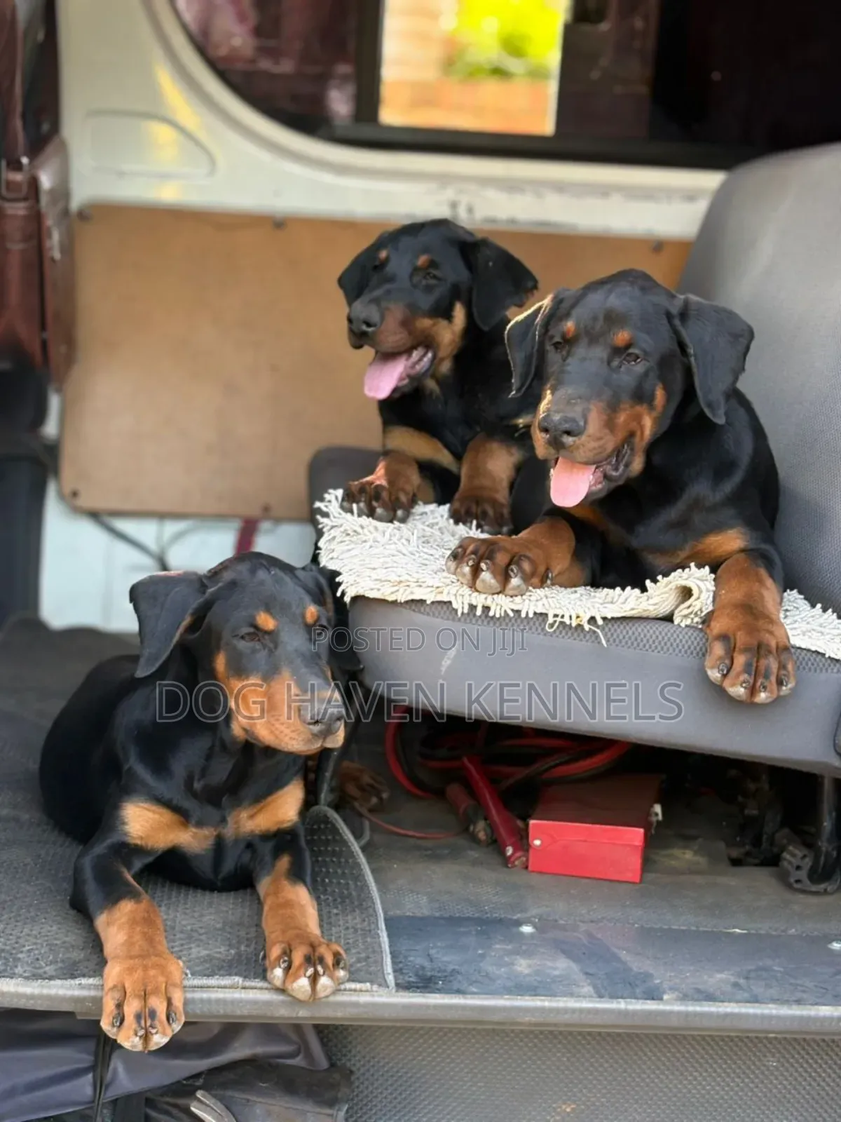 3-6 months Male Purebred Doberman Pinscher