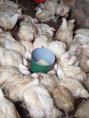 3kg Brouler Chicken