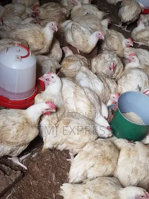 3kg Brouler Chicken