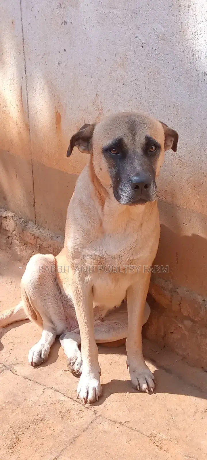 1+ year Female Mixed Breed Alabai