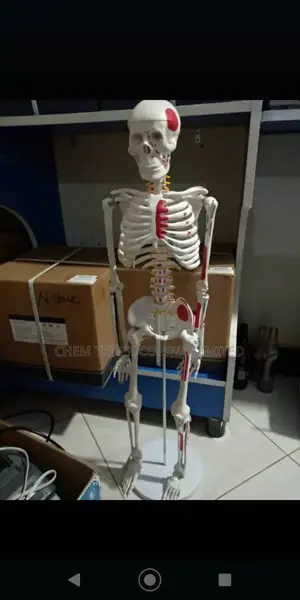 Human Skeleton