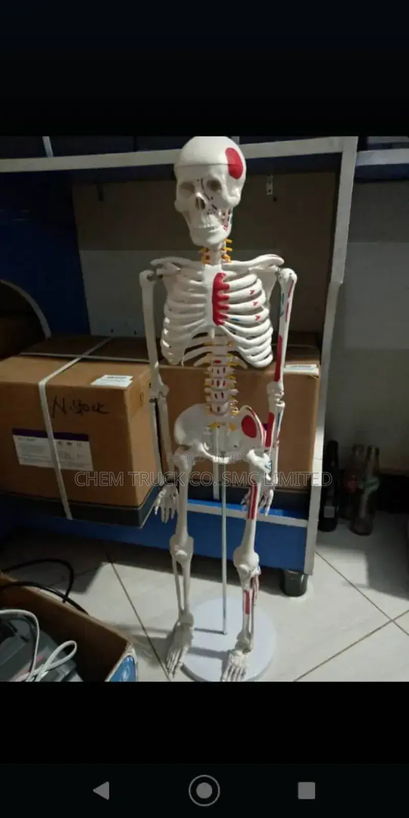 Human Skeleton