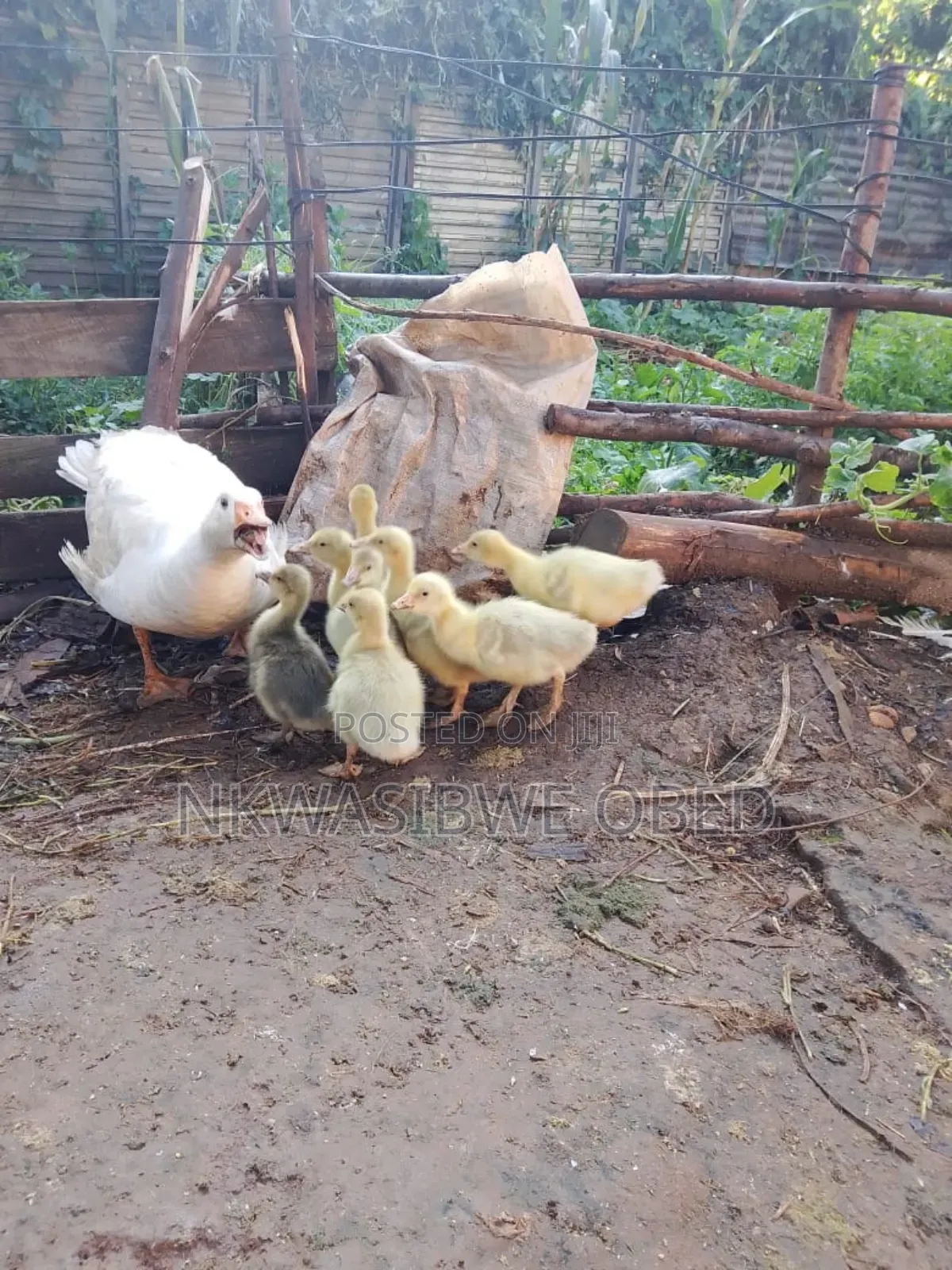 Mother Goose and Babies