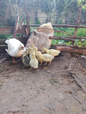 Mother Goose and Babies