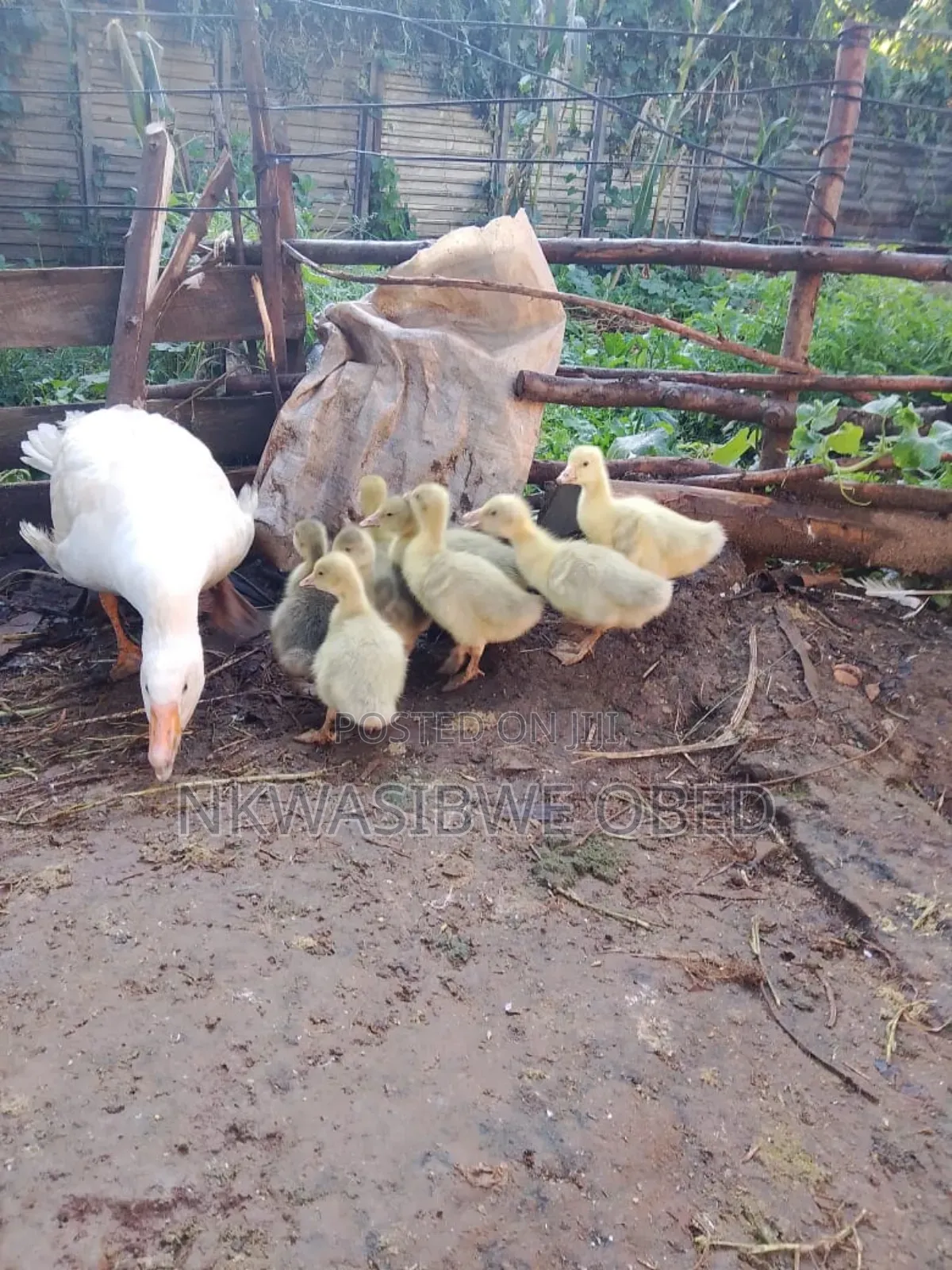 Mother Goose and Babies