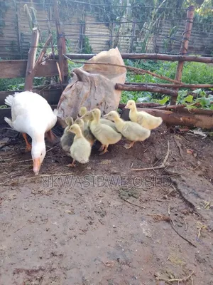 Mother Goose and Babies