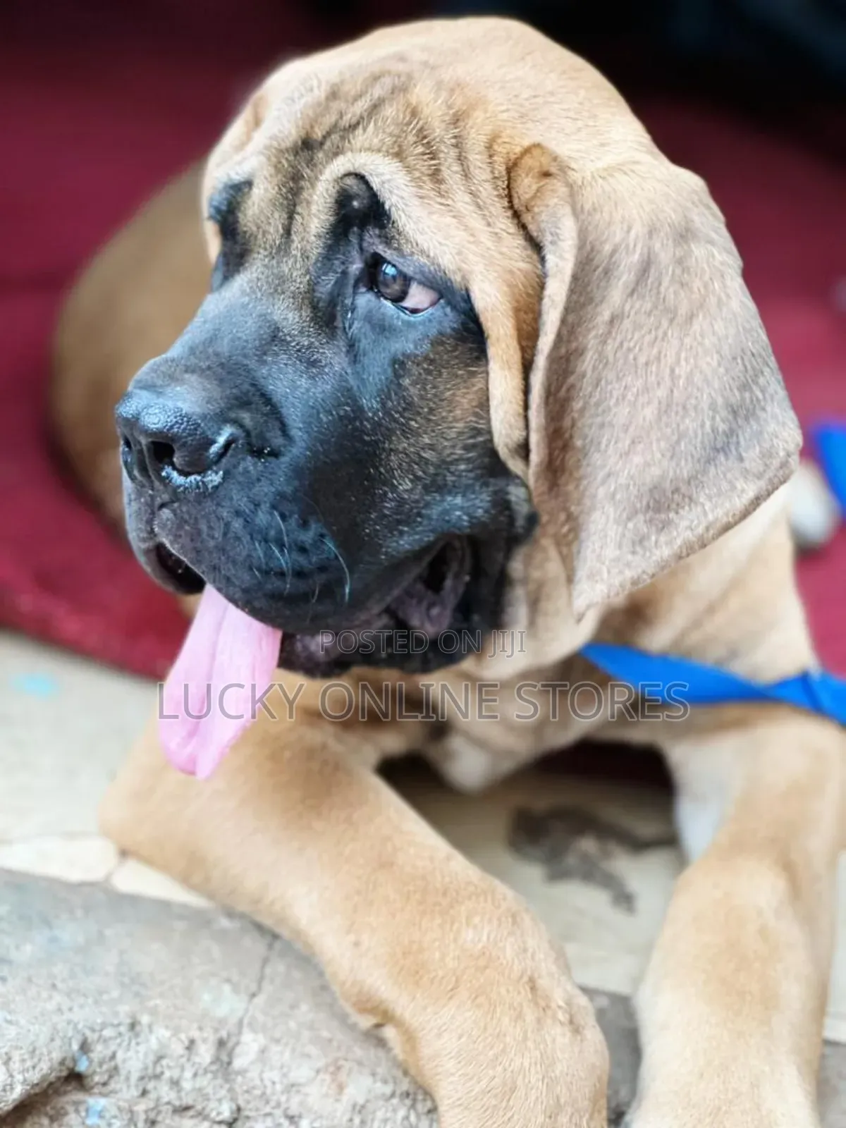 1-3 months Male Purebred Boerboel