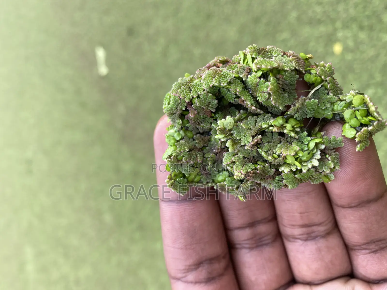 Azolla and Duckweed for Planting