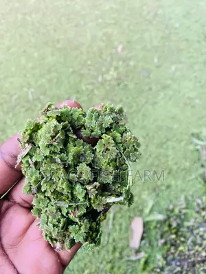 Azolla and Duckweed for Planting