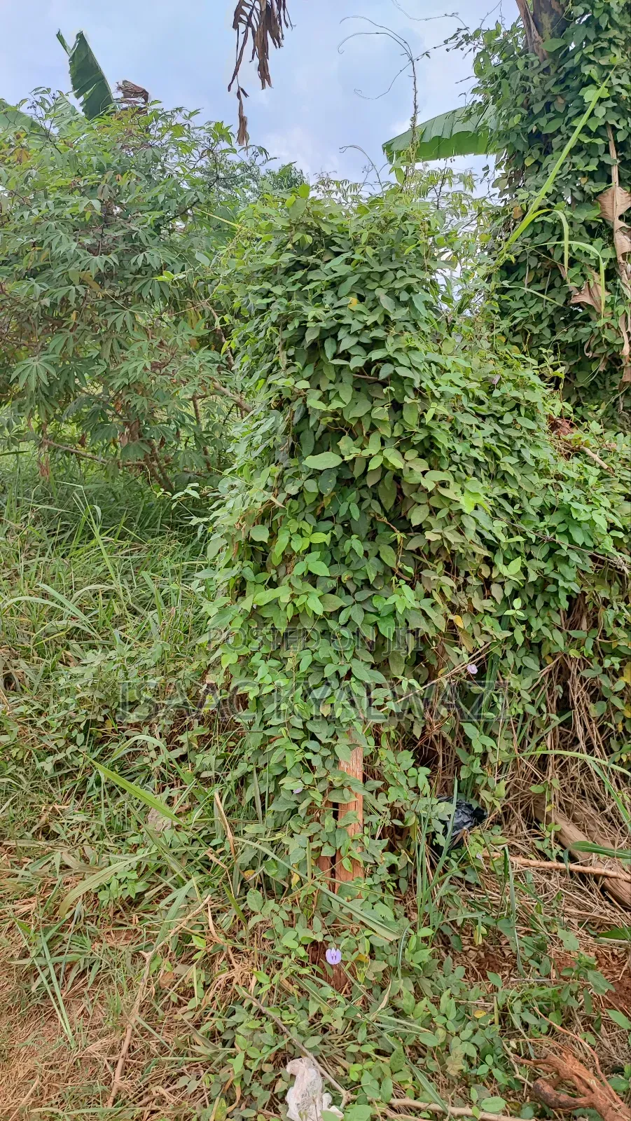 Land Sale in Buwate