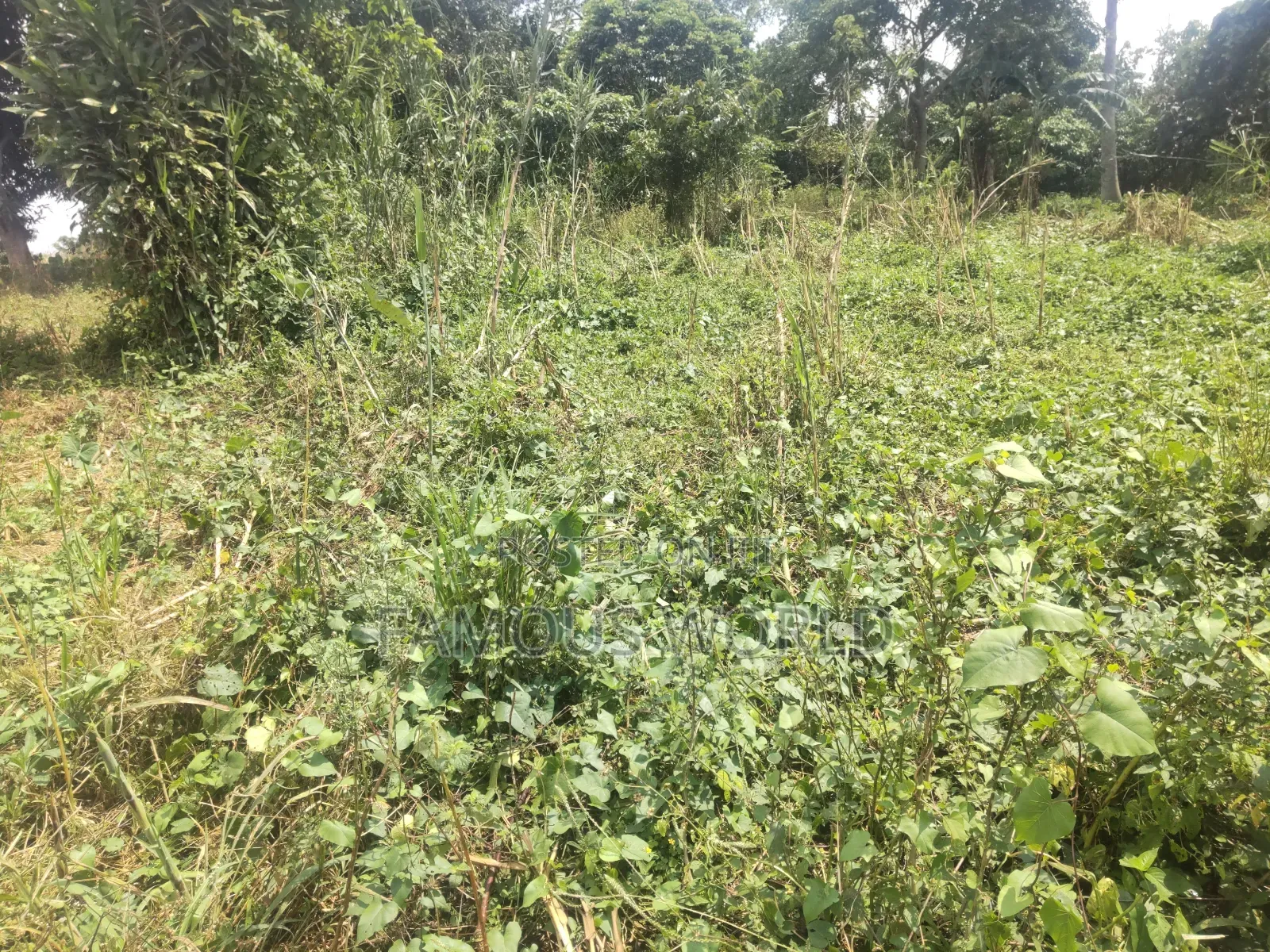 Bussi Island Farming And Residential Plots