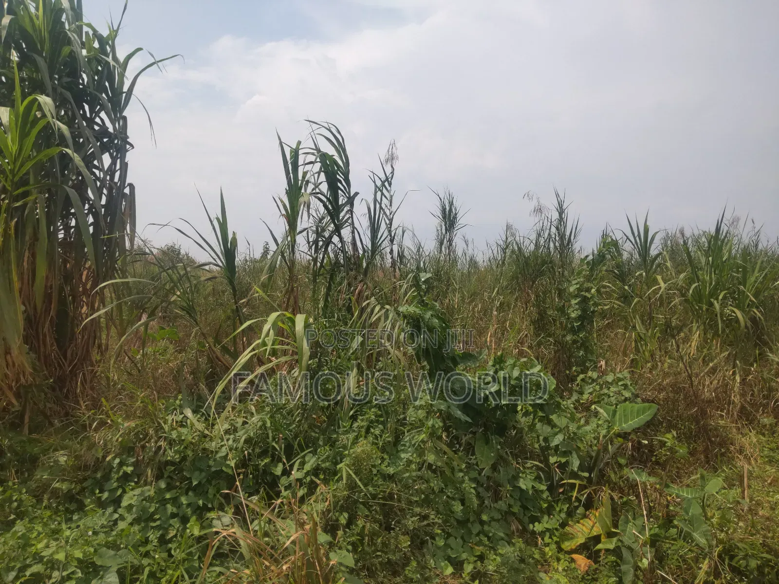Bussi Island Farming And Residential Plots