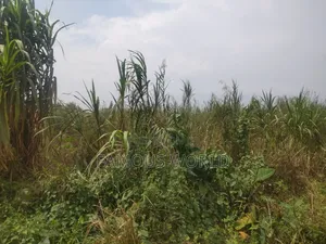 Bussi Island Farming And Residential Plots