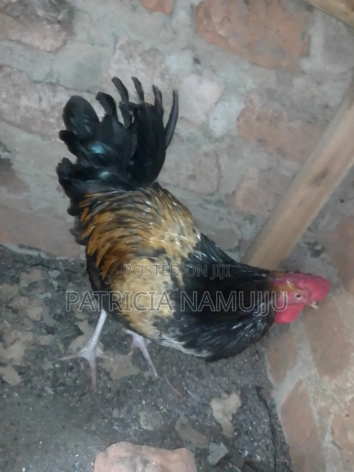 Cocks for Sale