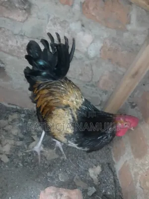 Cocks for Sale