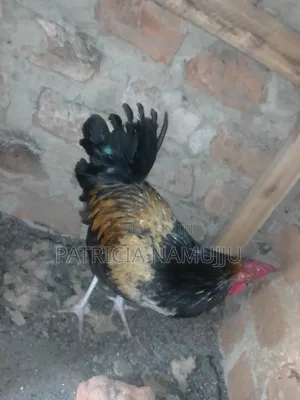 Cocks for Sale