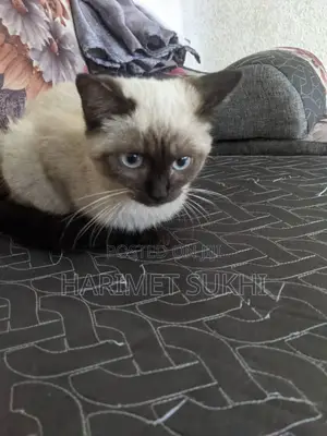 6-12 months Female Purebred Siamese