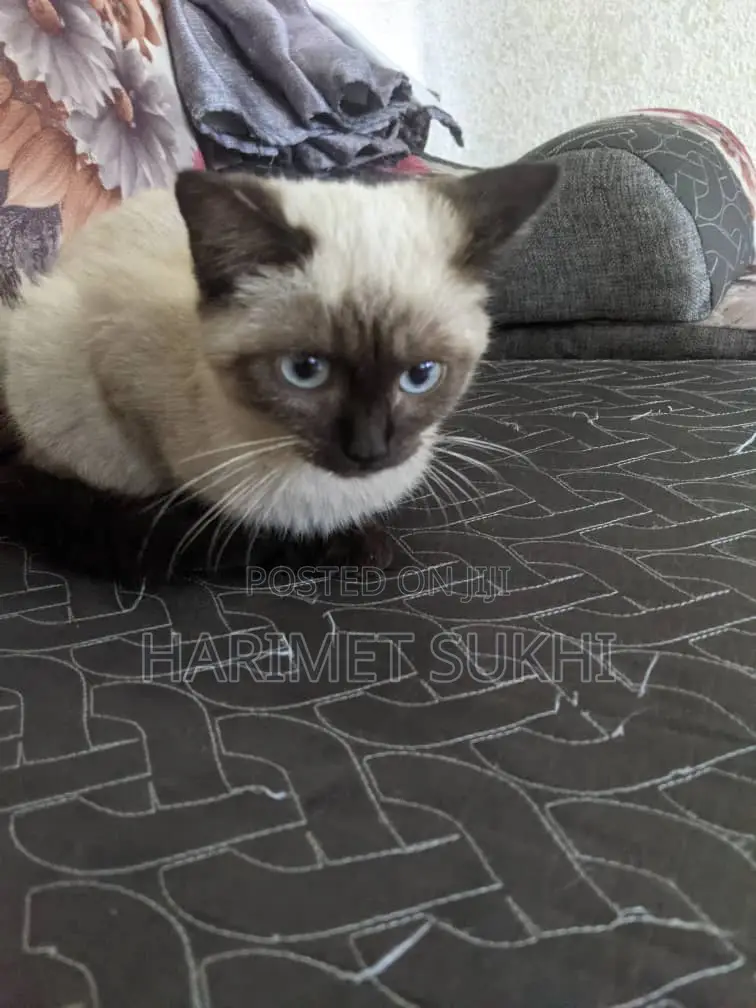 6-12 months Female Purebred Siamese