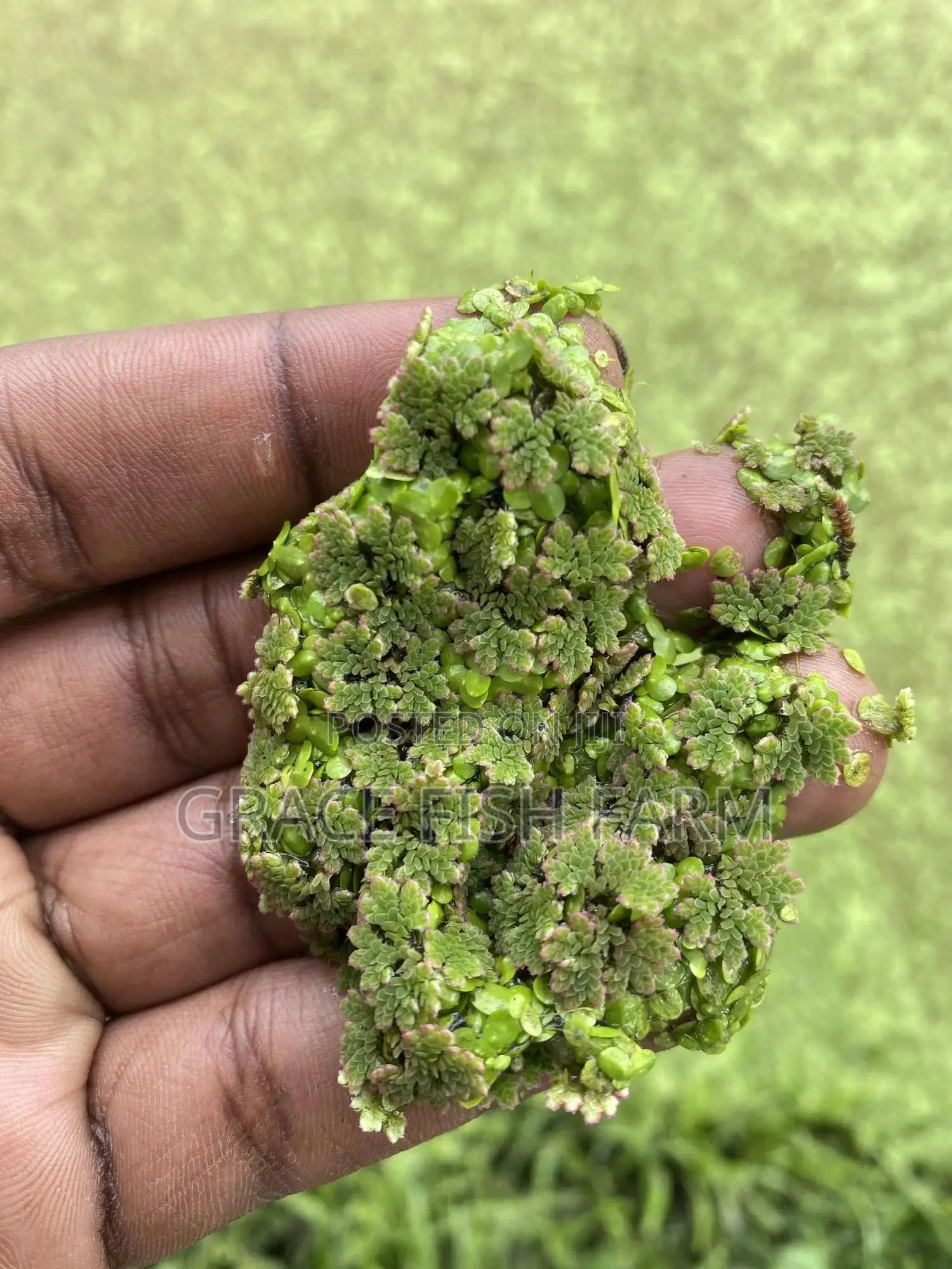 Azolla Seed