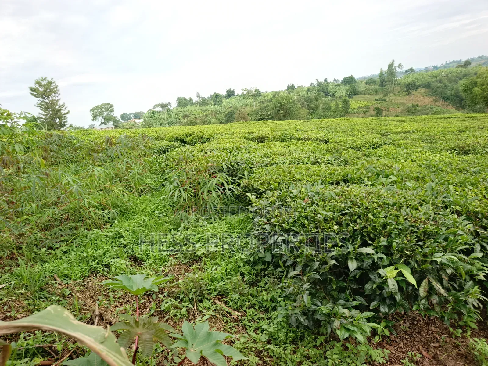 Agricultural Land on Sale