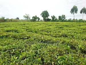 Agricultural Land on Sale