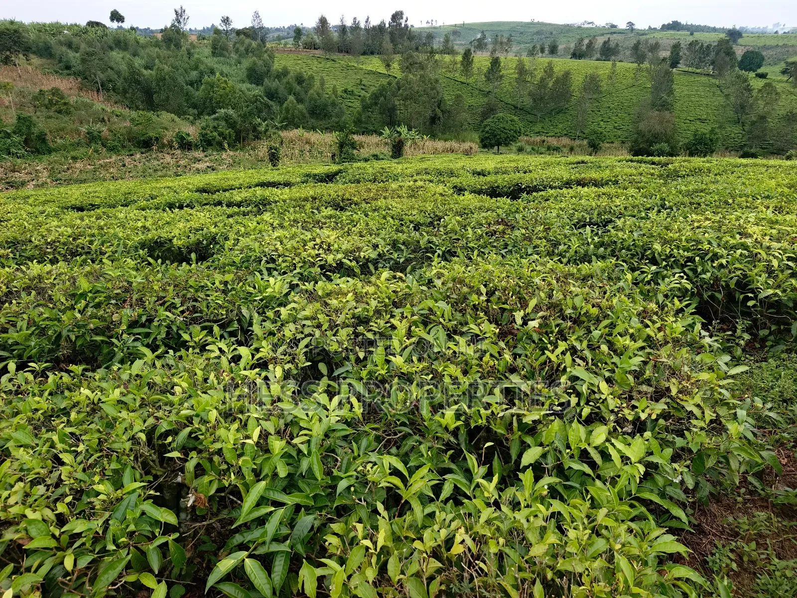 Agricultural Land on Sale