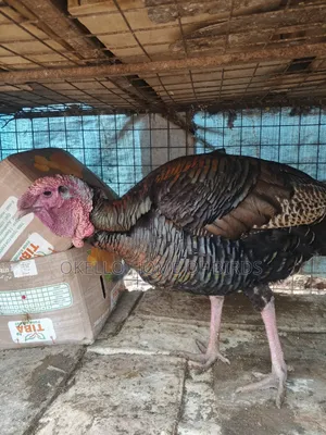 Birds for Sell