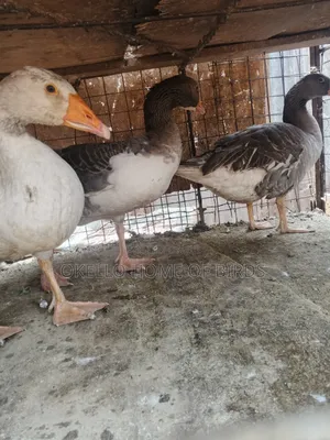 3 Geese for Sell