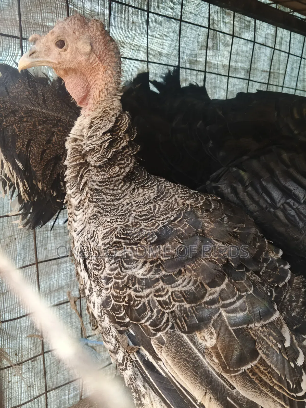 Birds for Sell