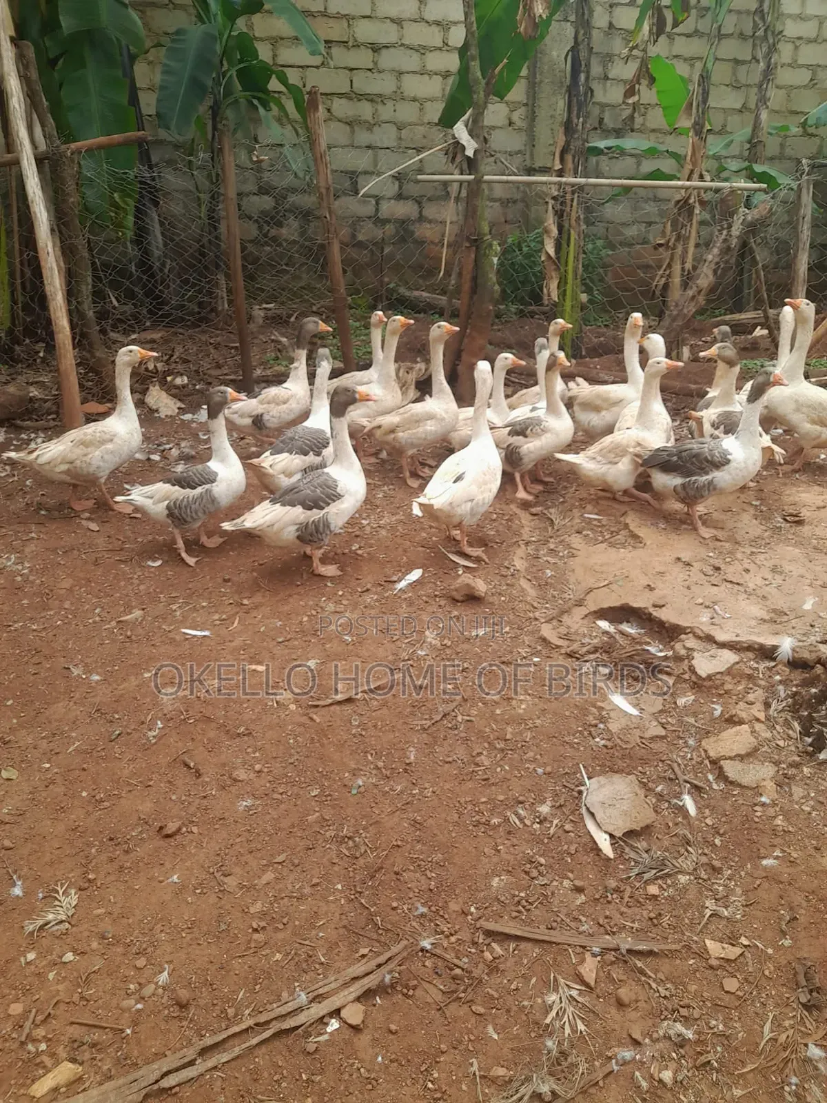 20 Geese for Meat and Farming