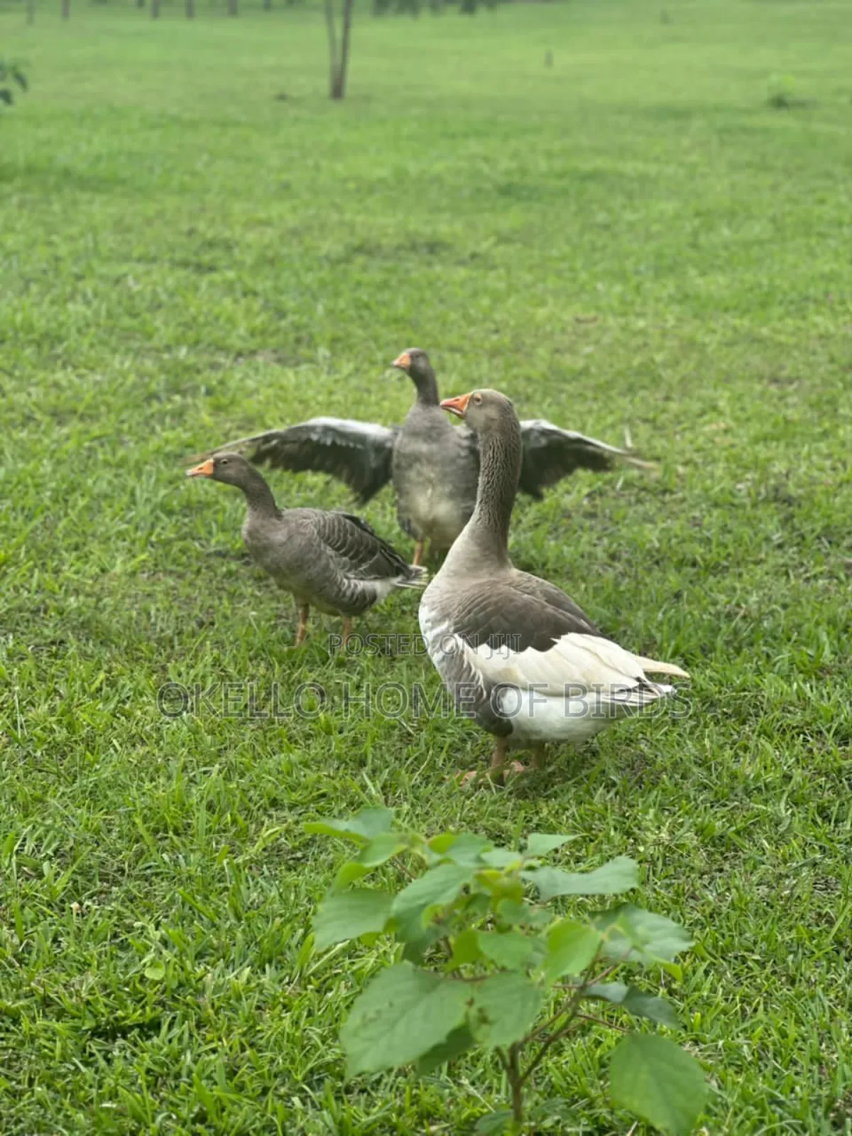 Birds for Sell