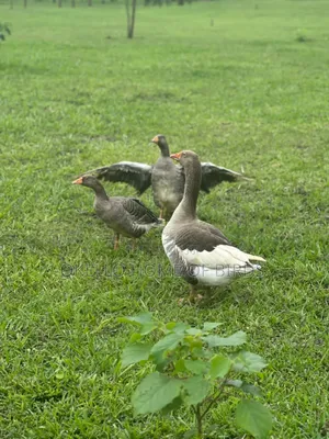 Birds for Sell