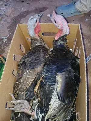 2 Birds for Sell