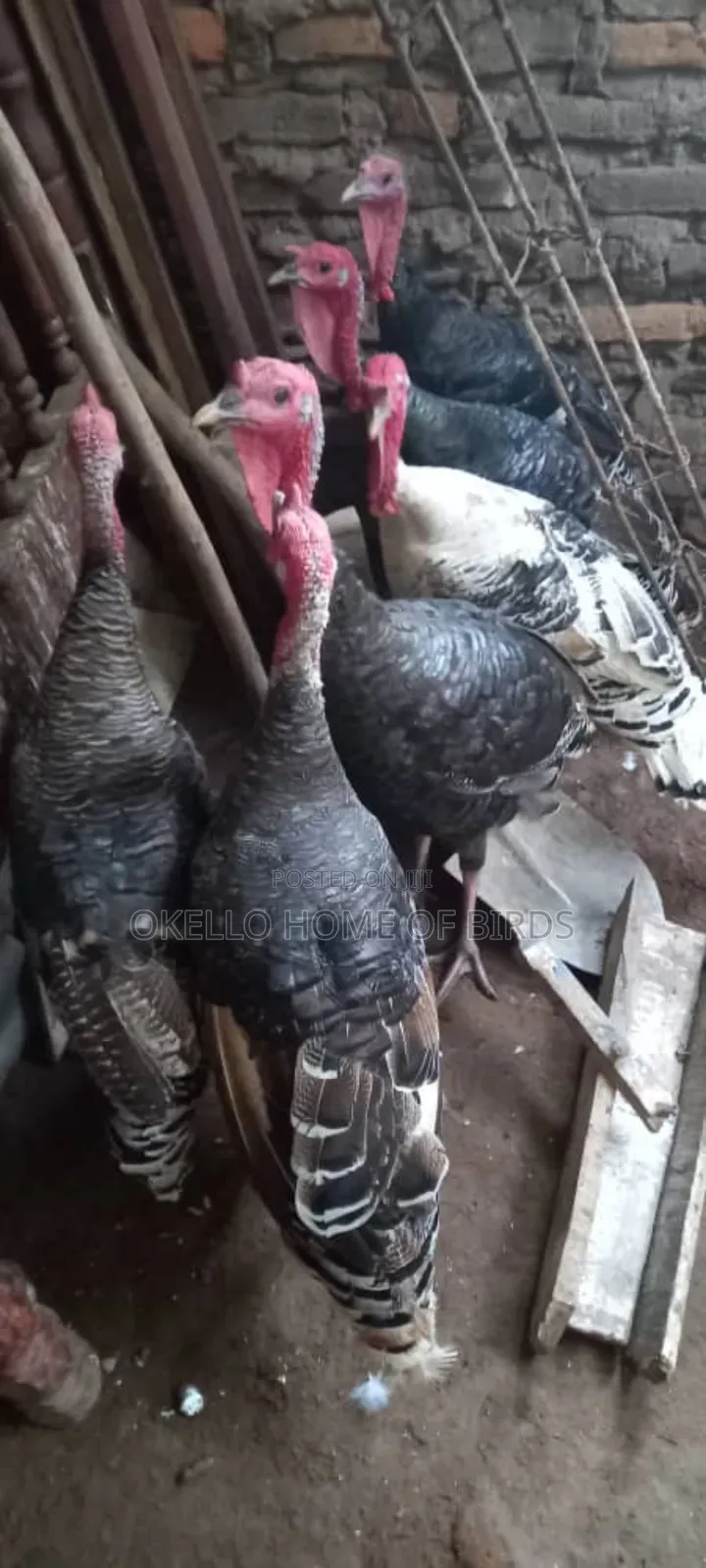 6 Male Turkeys for Sell