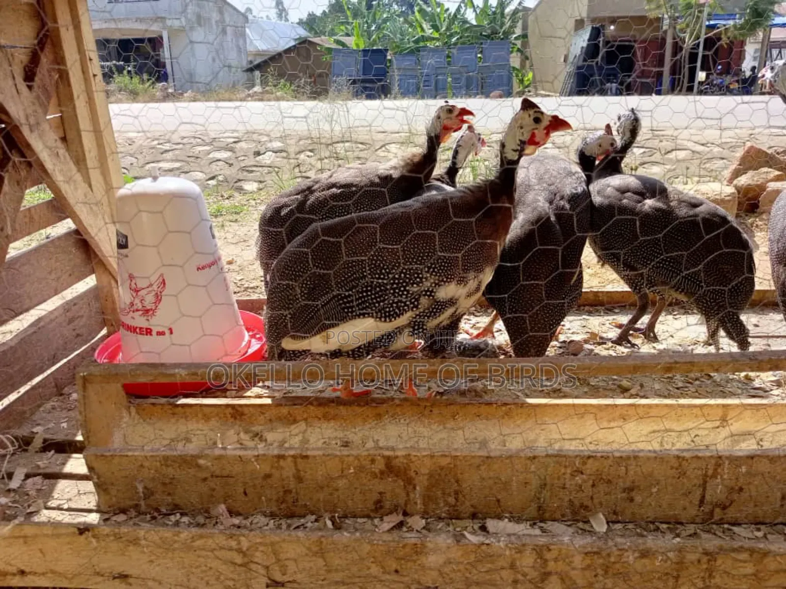 Guinea Folwz for Sell