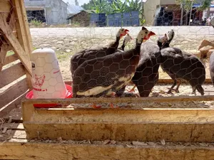 Guinea Folwz for Sell