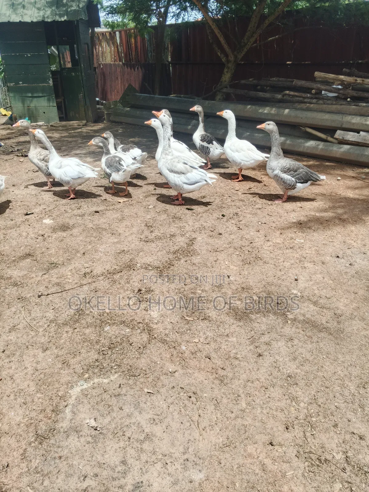 9 Geese Birds for Sell