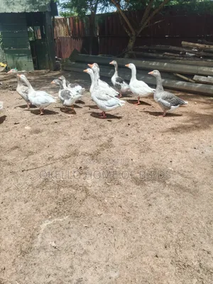 9 Geese Birds for Sell
