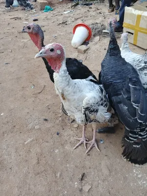 4 Birds for Sell